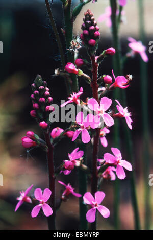 Grass triggerplant, Grass trigger plant (Stylidium graminifolium), blooming Stock Photo