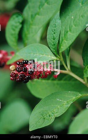 Pokeweed, Indian poke, Red-ink Plant, Indian Pokeweed (Phytolacca esculenta, Phytolacca acinosa), with fruits Stock Photo