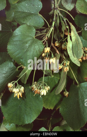 silver linden (Tilia tomentosa), blooming twig Stock Photo