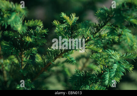 western yew, pacific yew (Taxus brevifolia), is used against cancer Stock Photo