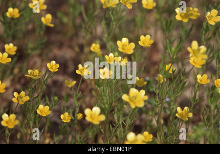 field buttercup, corn buttercup (Ranunculus arvensis), blooming, Germany Stock Photo