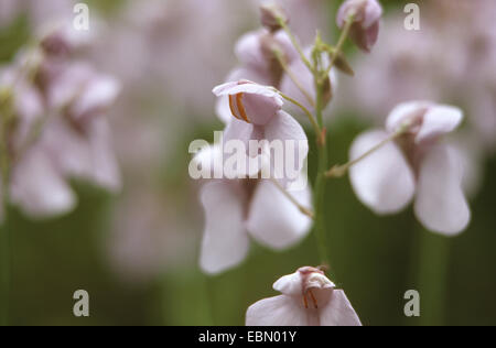 Reniform bladderwort (Utricularia reniformis), flowers Stock Photo