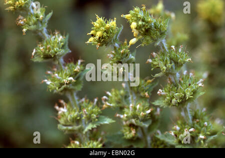 yellow figwort (Scrophularia vernalis), blooming, Germany Stock Photo