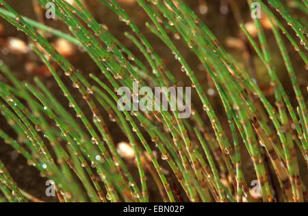 marsh horsetail (Equisetum palustre), sprouts with raindrops, Germany Stock Photo