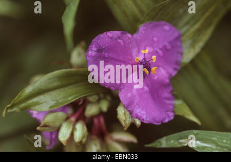 Virginia spiderwort (Tradescantia virginiana), flower Stock Photo