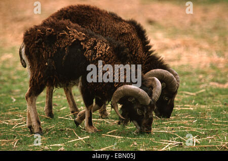 Soay sheep (Ovis ammon f. aries), Two rams grazing Stock Photo