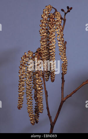 common alder, black alder, European alder (Alnus glutinosa), male catkins, Germany Stock Photo