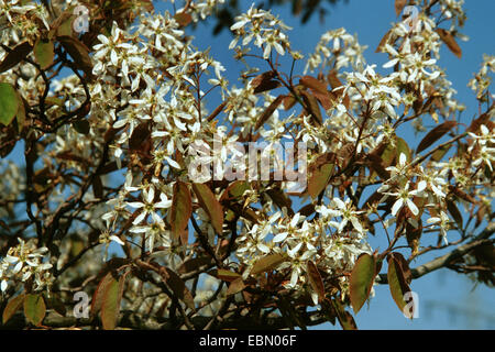 Thicket shadbush, Low juneberry, Dwarf serviceberry, Low serviceberry (Amelanchier spicata), blooming branches Stock Photo