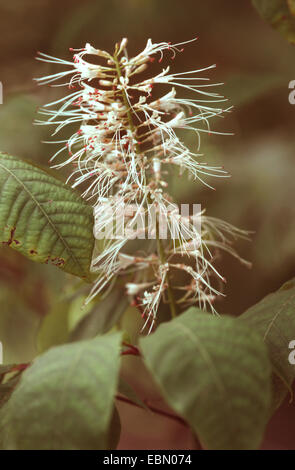 Horse Chestnut, Dqarf Buckeye, Shrubby Pavia (Aesculus parviflora), inflorescence Stock Photo