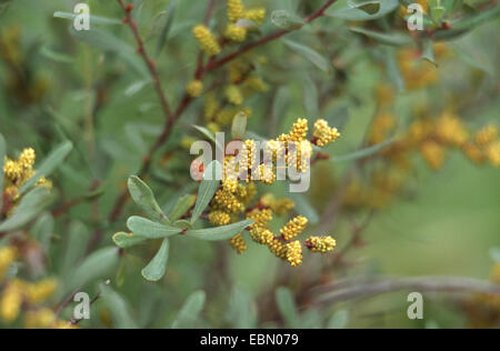 bog myrtle, sweet gale, sweet bayberry (Myrica gale), blooming, Germany Stock Photo