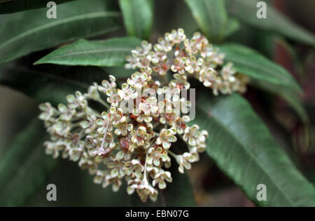 Lemon myrtle, Lemon scented myrtle, Lemon scented ironwood, Sweet verbena tree, Lemon scented verbena (Backhousia citriodora), blooming Stock Photo