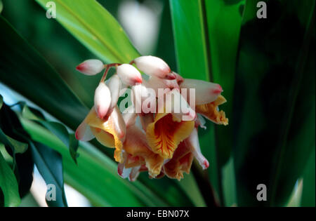 Shell Ginger, Light galangal, Pink porcelain lily, Shell flower, Variegated ginger, Butterfly ginger (Alpinia zerumbet), inflorescence Stock Photo