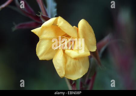 fragrant evening primrose (Oenothera odorata), flower Stock Photo
