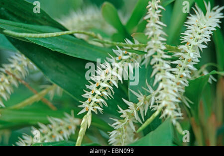Hay-scented Orchid, Husk-like Dendrochilum (Dendrochilum glumaceum), blooming Stock Photo