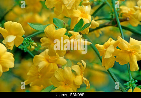 primrose jasmine, Japanese jasmine (Jasminum mesnyi), blooming Stock Photo