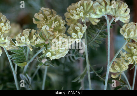 Jupiter's beard, silverbush (Anthyllis barba-jovis), blooming Stock Photo