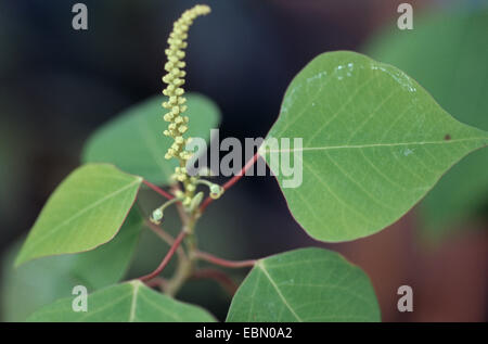 omalanthus populifolius