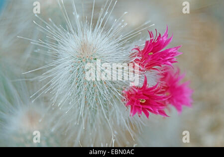 hedgehog cactus (Echinocereus rayonensis), blooming Stock Photo