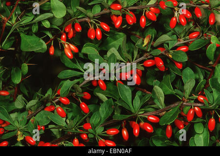 Japanese barberry (Berberis thunbergii), fruiting branches Stock Photo