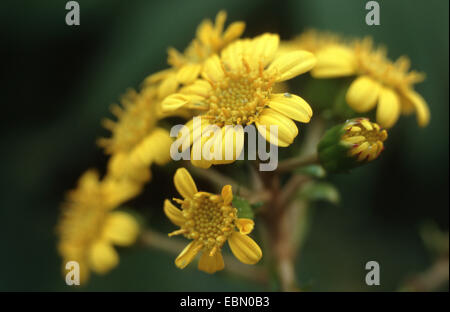 Leopard plant, Green leopard plant (Farfugium japonicum, Ligularia tussilaginea), blooming Stock Photo