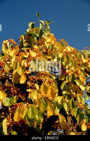 Oriental bittersweet, Asiatic bittersweet (Celastrus orbiculatus), fruiting branches in autumn Stock Photo