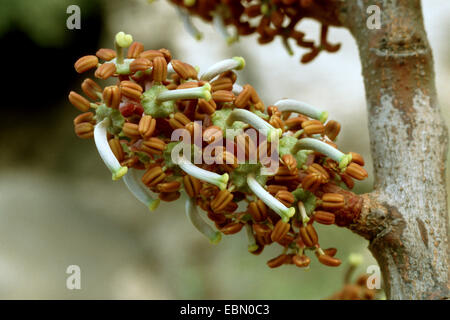 carob, carob bean, St. John's bread (Ceratonia siliqua), branch with female flowers Stock Photo