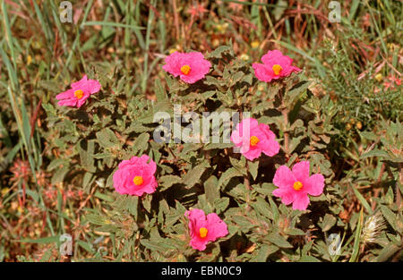 Wrinkle leaved rockrose (Cistus crispus), blooming Stock Photo