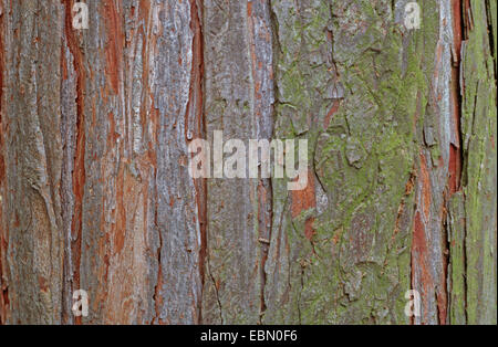 Lawson cypress, Port Orford cedar (Chamaecyparis lawsoniana), bark Stock Photo