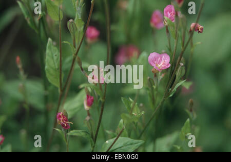 Pink Evening Primrose  (Oenothera rosea), blooming Stock Photo