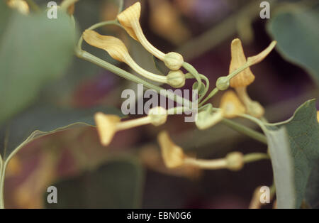birthwort (Aristolochia clematitis), blooming, Germany Stock Photo