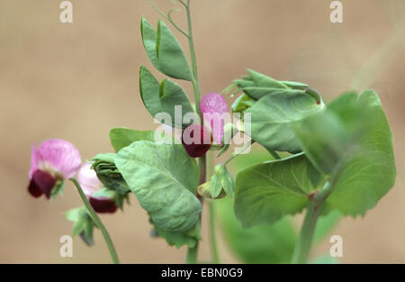 garden pea (Pisum sativum, Pisum sativum ssp. arvense), blooming Stock Photo