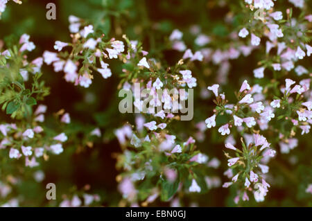 nepitella, Lesser Calamint (Calamintha nepeta), blooming Stock Photo