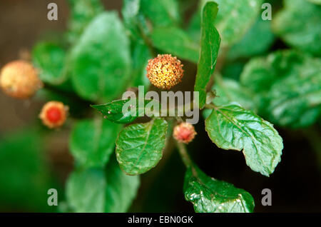 toothache plant, paracress  (Acmella oleracea, Spilanthes oleracea, Spilanthes acmella), blooming Stock Photo