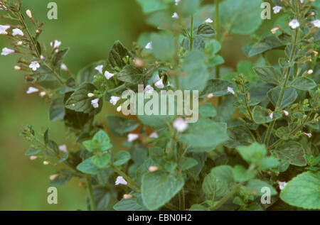 nepitella, Lesser Calamint (Calamintha nepeta), blooming Stock Photo