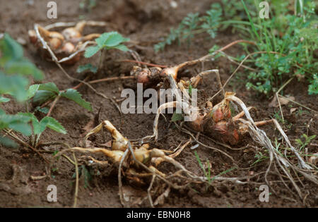 Garden onion, Bulb Onion, Common Onion (Allium cepa), ripe onions on a field