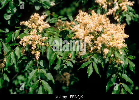 manna ash (Fraxinus ornus), blooming Stock Photo