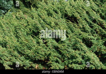 Chinese juniper (Juniperus chinensis 'Pfitzeriana', Juniperus chinensis Pfitzeriana), cultivar Globosa, branch Stock Photo