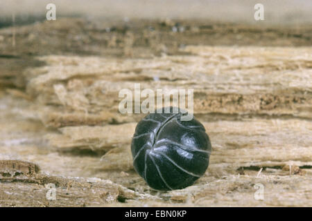 common woodlouse, common pillbug, sow bug (Armadillidium vulgare), rolled-up, Germany Stock Photo