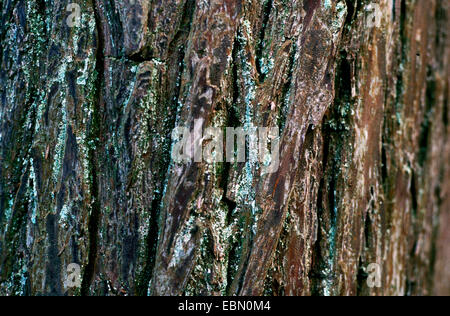 Pond Cypress, Pond Baldcypress (Taxodium ascendens, Taxodium distichum var. imbricatum), bark Stock Photo