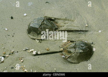 horseshoe crab (Tachypleus gigas), two horseshoe crabs on sandy beach Stock Photo