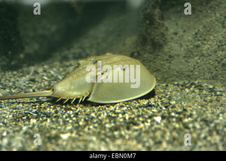 Atlantic horseshoe crab (Limulus polyphemus), on sand Stock Photo