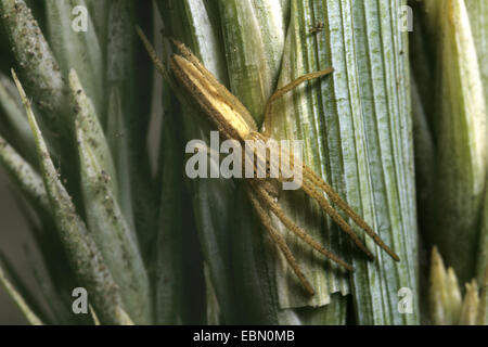 Running crab spider (Tibellus maritimus), female Stock Photo