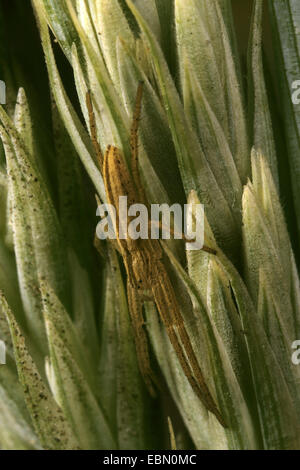 Running crab spider (Tibellus maritimus), female Stock Photo