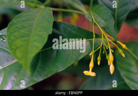 Iboga, Black bugbane (Tabernanthe iboga, Tabernanthe bocca, Tabernanthe pubescens, Tabernanthe tenuiflora), blooming Stock Photo