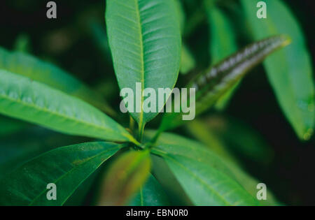 allspice, pimento (Pimenta dioica, Pimenta officinalis), branch Stock Photo