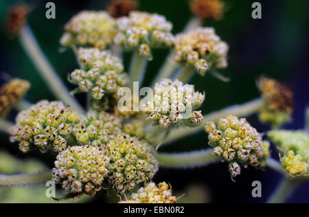 Beach silvertop, American silvertop (Glehnia littoralis), inflorescence Stock Photo