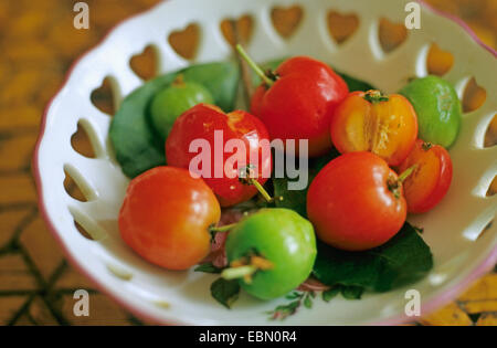 Barbados Cherry (Malpighia punicifolia, Malpighia glabra), Barbados cherries in a bowl Stock Photo