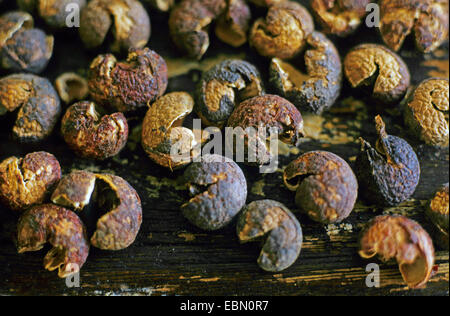 levant berry, indicus cocculus (Anamirta paniculata, Anamirta cocculus ...