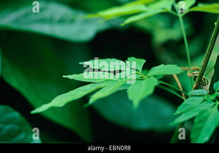 guarana (Paullinia cupana), leaf Stock Photo
