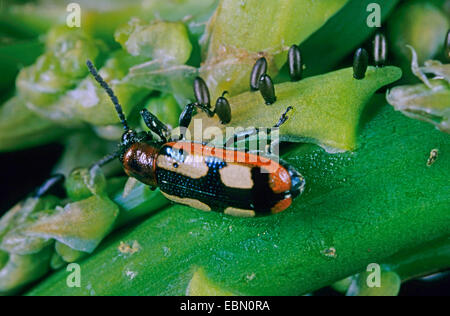 asparagus beetle (Crioceris asparagi), with eggs, Germany Stock Photo